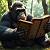 Poetry: Herein lies a jungle library,  a green cathedral of leaf and light,  where one wise ape, our...